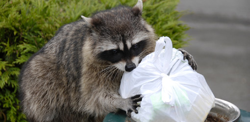 Sioux Falls Wildlife Removal