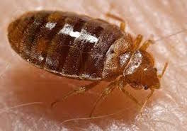 Sioux Falls Bed Bugs