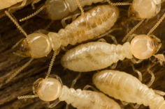 Sioux Falls Termites