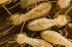 Termite Testing Sioux Falls
